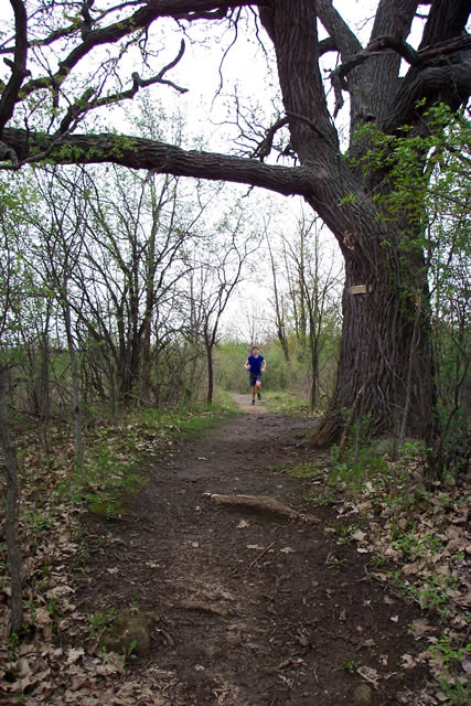 A mammoth oak marks the top of the hill before the 18-mile aid station