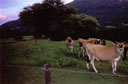 Where does great Vermont ice cream originates?