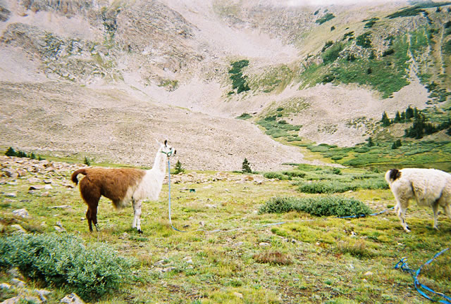 Llamas gobbling up high mountain grasses