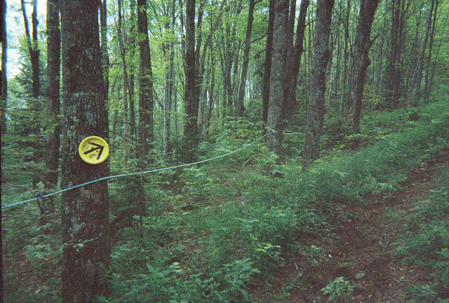 A maze of plastic tubes collecting sap
