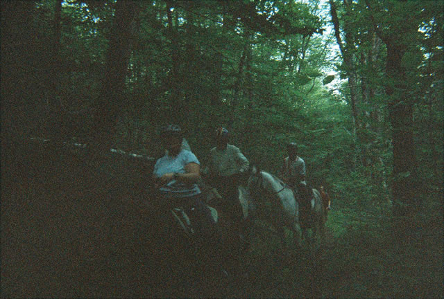 Yeilding to the horses