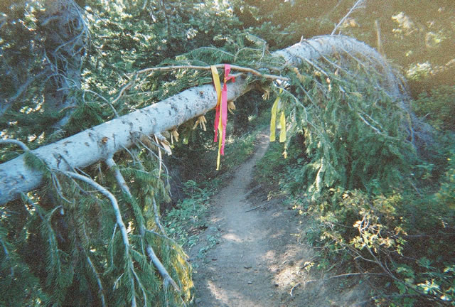 Red & yellow ribbons marked the entire course