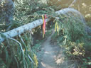 Red & yellow ribbons marked the entire course