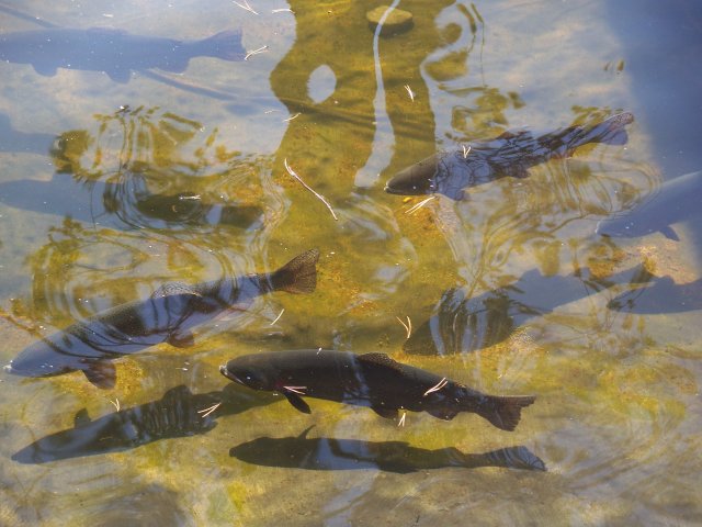 Cutthroat trout take in the action