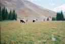 Llamas in action