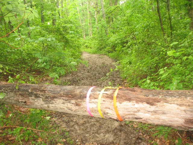 Timber!