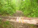 Timber!