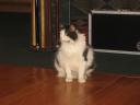 Dance Barn Cat