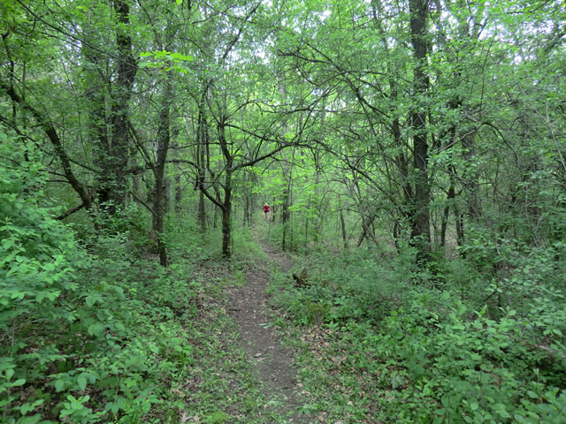 Mary's Solo Ice Age Trail 50 Mile Run : Saturday May 28, 2011