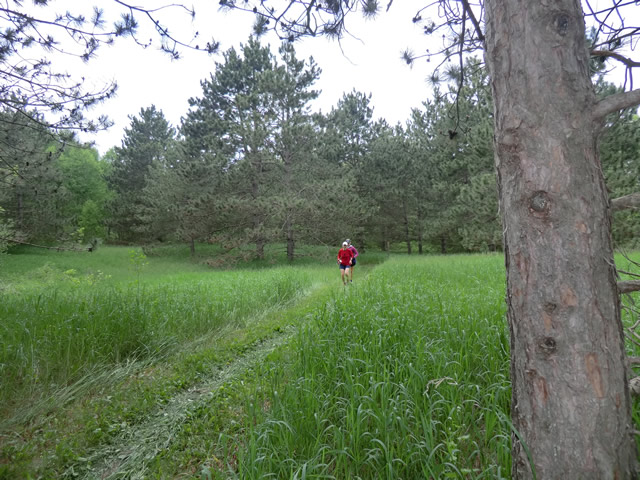 Mary's Solo Ice Age Trail 50 Mile Run : Saturday May 28, 2011