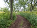 Swinging Bridge 8k Trail Race : Sunday September 21st, 2014