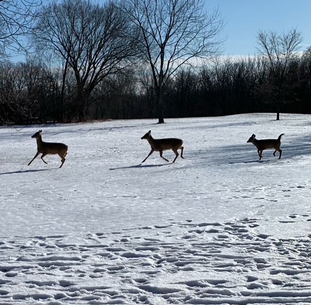 15-Km Runner Patti Ogden Races the Local Talent!